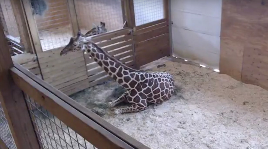 Giraffe birth video raises $150,000 plus viral attention