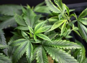 Health Canada Demands that Medical Cannabis Producers Undergo Pesticide Tests
