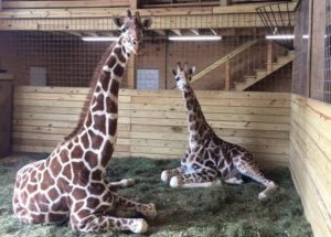 Animal Adventure Helps April, the Giraffe Star