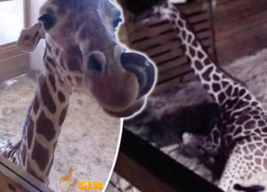 April the Giraffe Live Cam Update Returns
