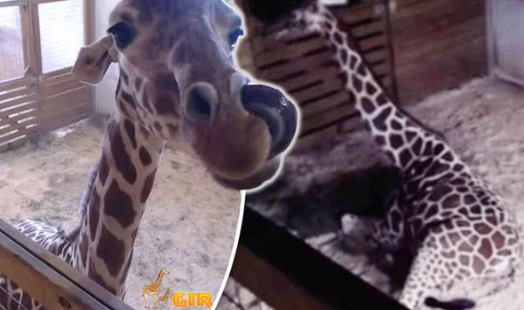April the Giraffe Live Cam Update Returns