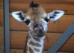 What’s New about April the Giraffe’s Baby
