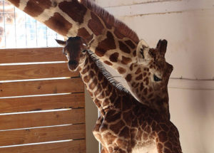 April the Giraffe’s Pregnancy Boosts Tourism in Harpursville