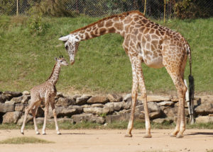 Giraffe Calf Makes First Public Appearance at Dallas Zoo