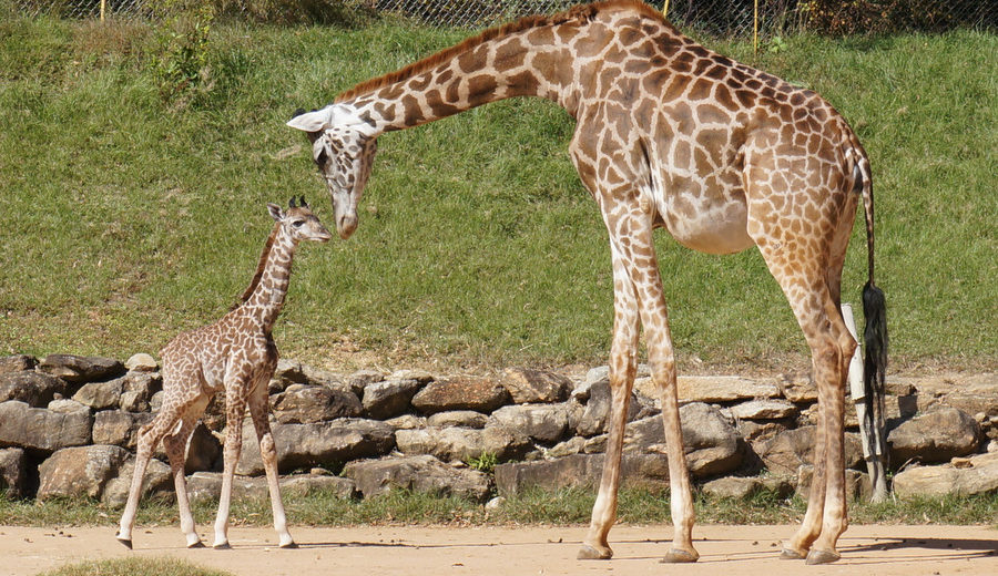 Giraffe Calf Makes First Public Appearance at Dallas Zoo