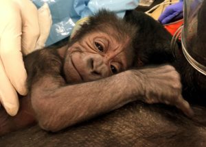Special Gorilla Birth at the Philadelphia Zoo