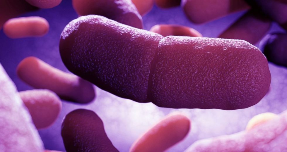 Things You Need to Know About Human Plagues and How to Avoid Them