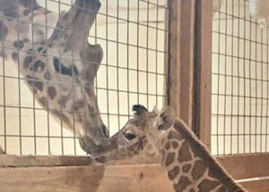 Meet April the Giraffe and Tajiri in Person