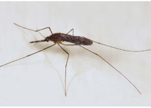 Mosquito Control Continues in the Fraser Valley