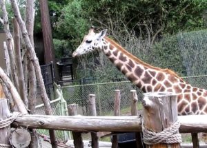 Woodland Park Zoo Giraffe Gives Birth