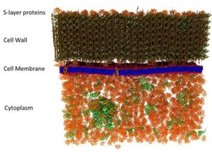 A picture of a cell membrane was made at the smallest scale so far, the details are amazing