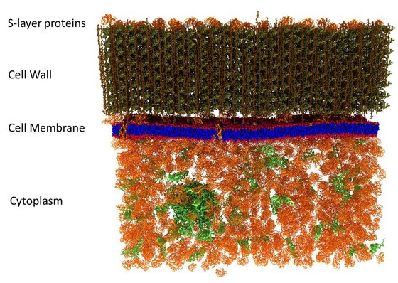 A picture of a cell membrane was made at the smallest scale so far, the details are amazing