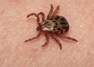 All new updates on ticks and Lyme disease