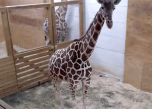 Meet April the giraffe’s Calf, the adorable 2 weeks old baby giraffe