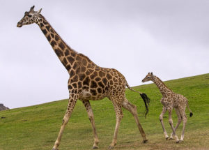 Maryland Zoo Mourns the Untimely Death of Julius the Giraffe Calf