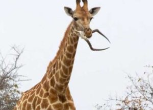 Giraffes Eating Skeletons Explained