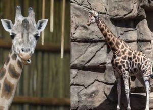 Sabrena, Lincoln Park Zoo’s Giraffe Has Died