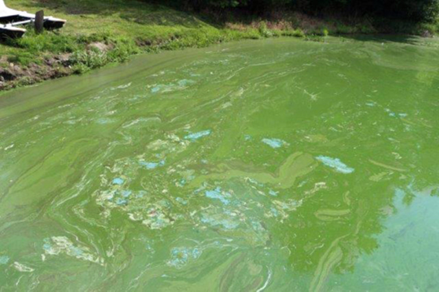 Warning Toxic Algae at Pyramid Lake