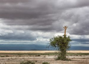 This Giraffe Fails at Hide and Seek