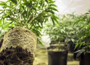 Cannabis Stock Investors Rejoice: The Rohrabacher-Blumenauer Amendment Has Been Approved