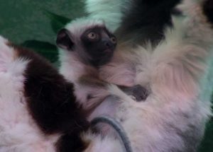 Cincinnati Zoo Has a New Lemur Baby Animal