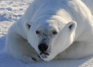 Contamination Has Reached The Greenland Ice Sheet And It’s Making Us Worried