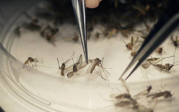 Dangerous Mosquitoes Established a Colony in Ontario?