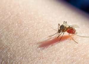 Elk Grove Was invaded by West Nile Virus