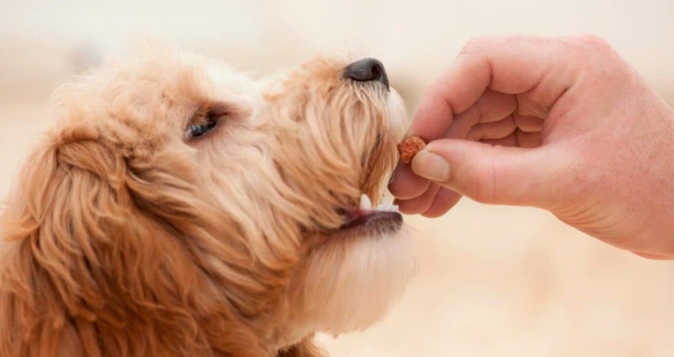 This Is Why Your Pet Is Responsible For Environmental Changes