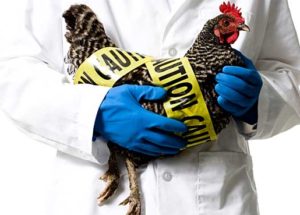 First Cases Of Avian Flu Were Found In The Philippines