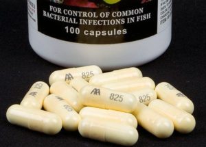 Affordable Fish Antibiotics Replacing Human Treatment