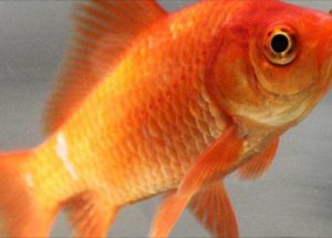 Goldfish Survive on Alcohol When Trapped in Icy Waters