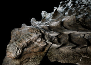 A New Species Of Dinosaur Was Discovered And Everyone Is Amazed