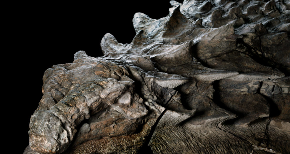 A New Species Of Dinosaur Was Discovered And Everyone Is Amazed