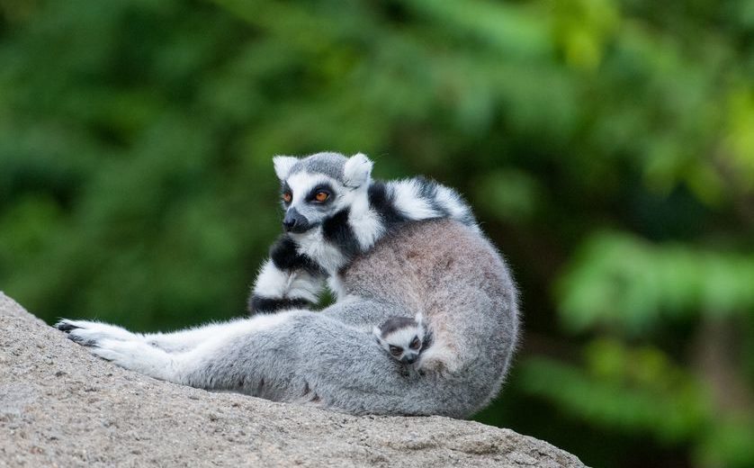 Newborn Lemur Babies From The Cincinnati Zoo Will Melt Your Heart