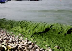 Oakland County Lakes Are No Longer Safe Because Of Dangerous Algae Blooms