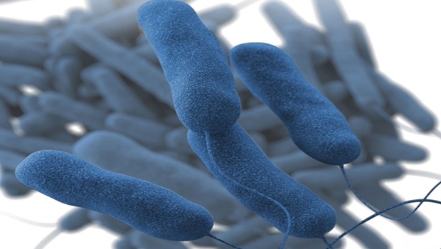 Spider Peptides New Treatment for Superbugs and Cancer