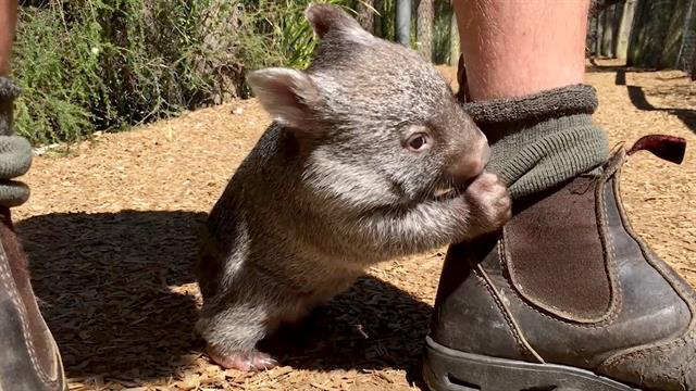 Cute Wombat Playing With His Unusual Friend Will Melt Your Heart
