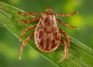 A New Fatal Virus Was Found In New York Ticks
