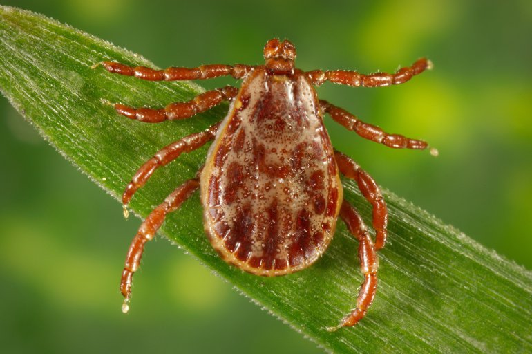 A New Fatal Virus Was Found In New York Ticks