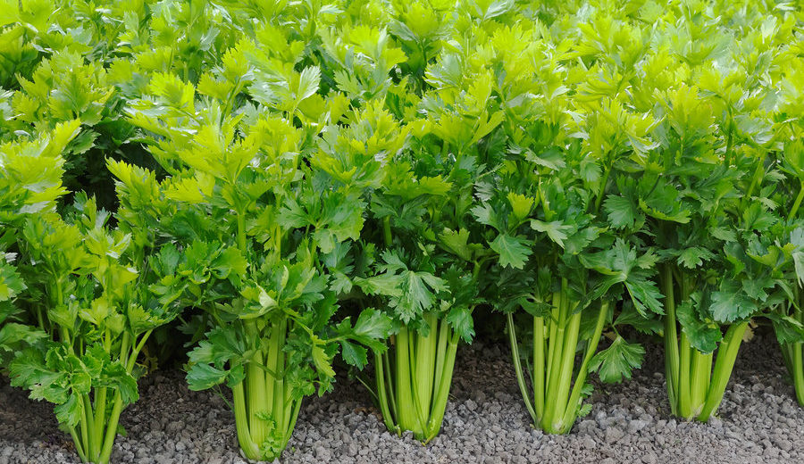 How To Quit Smoking With The Help Of Celery