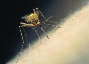 Hutchinson County Has the First Case of West Nile Virus