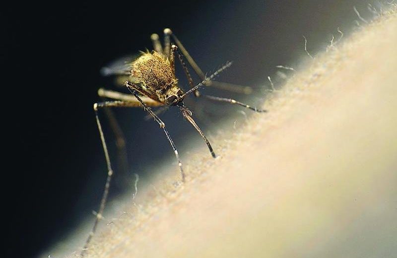 Hutchinson County Has the First Case of West Nile Virus