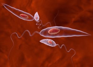 Leishmania The Deadly Parasite Could Become The Next Plague