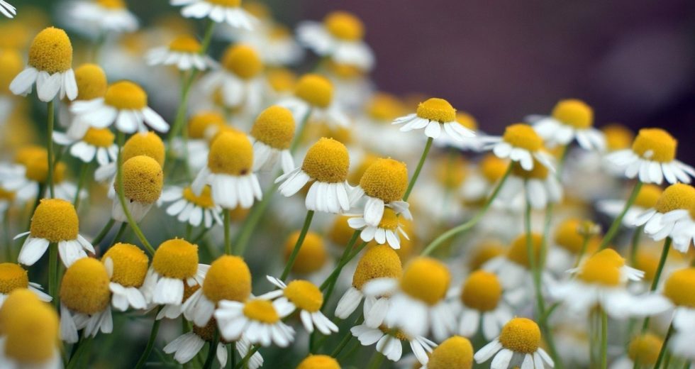 Best Natural Home Remedies To Fight Back Anxiety