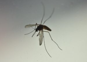 Young Girl in Northern Italy Dies of Malaria, Medical Community Is Shocked