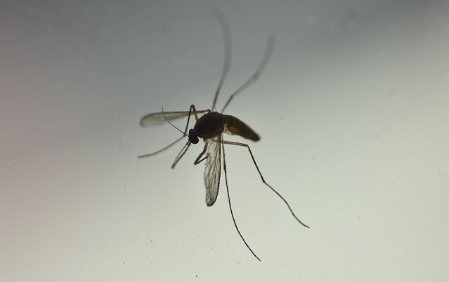Young Girl in Northern Italy Dies of Malaria, Medical Community Is Shocked