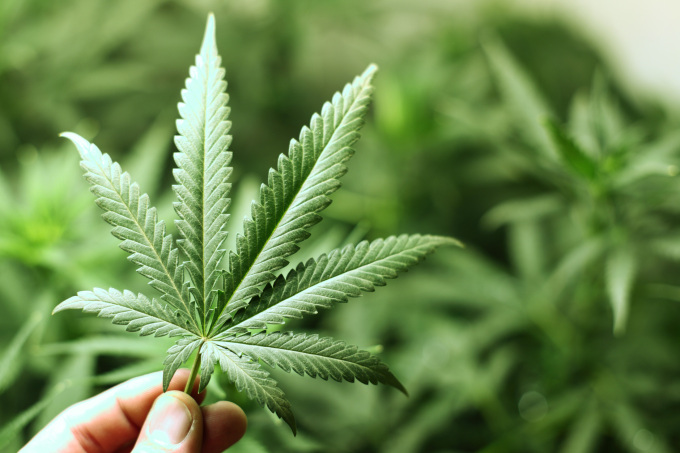 Schizophrenia And The Tourette Syndrome Could Be Treated With Cannabis