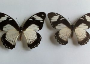 Scientists Discovered Which Genes Determine the Butterflies’ Colors
