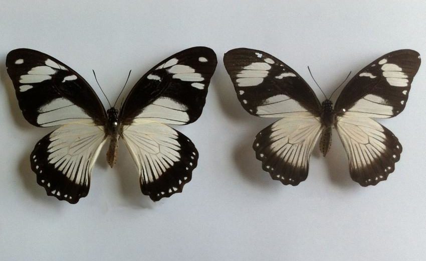 Scientists Discovered Which Genes Determine the Butterflies’ Colors